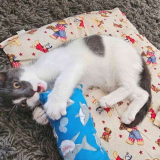 Pets Wildside Craft Shop